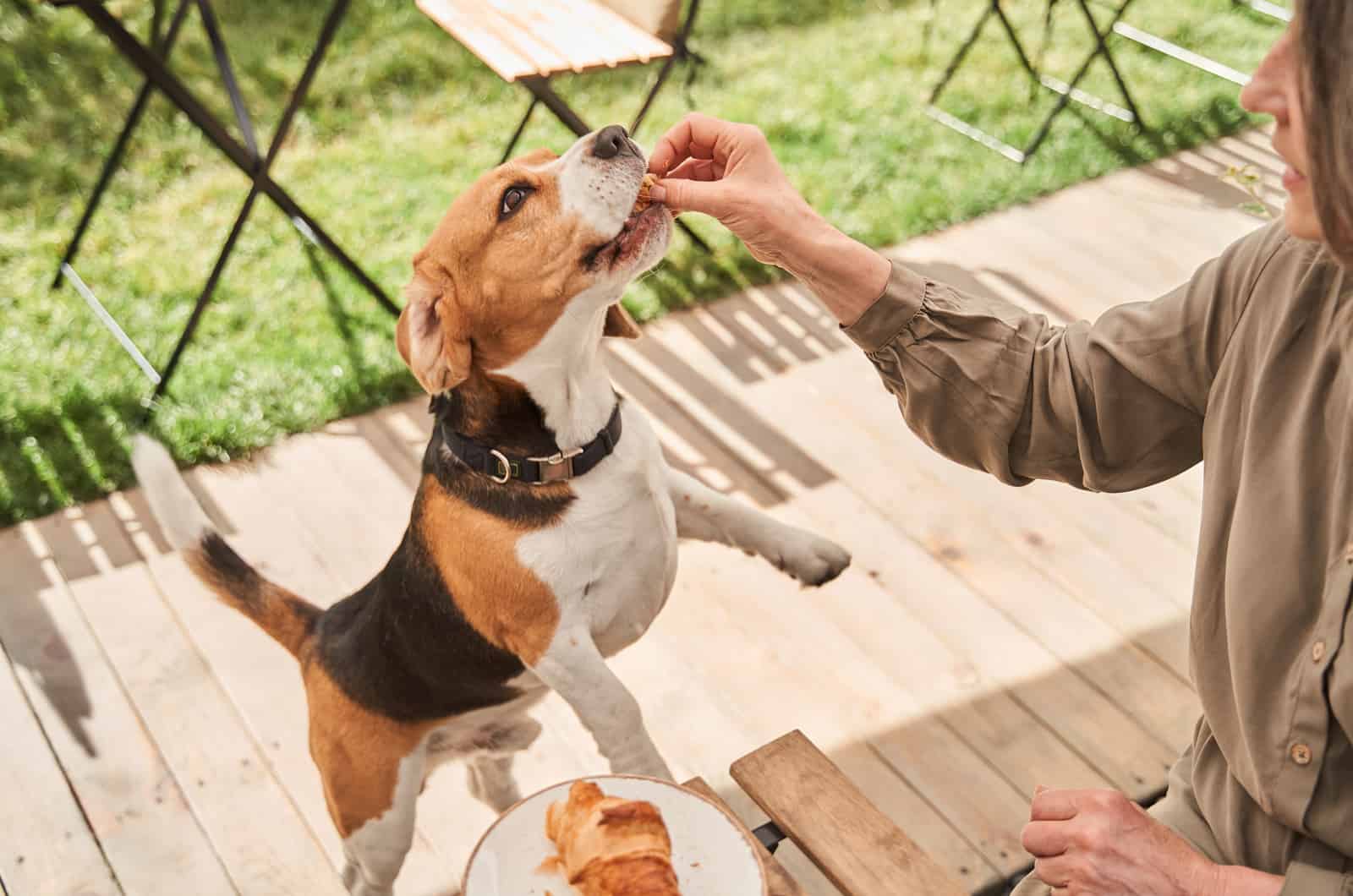 Woman giving a treat to her lovely beagle dog while sitting at the cafe