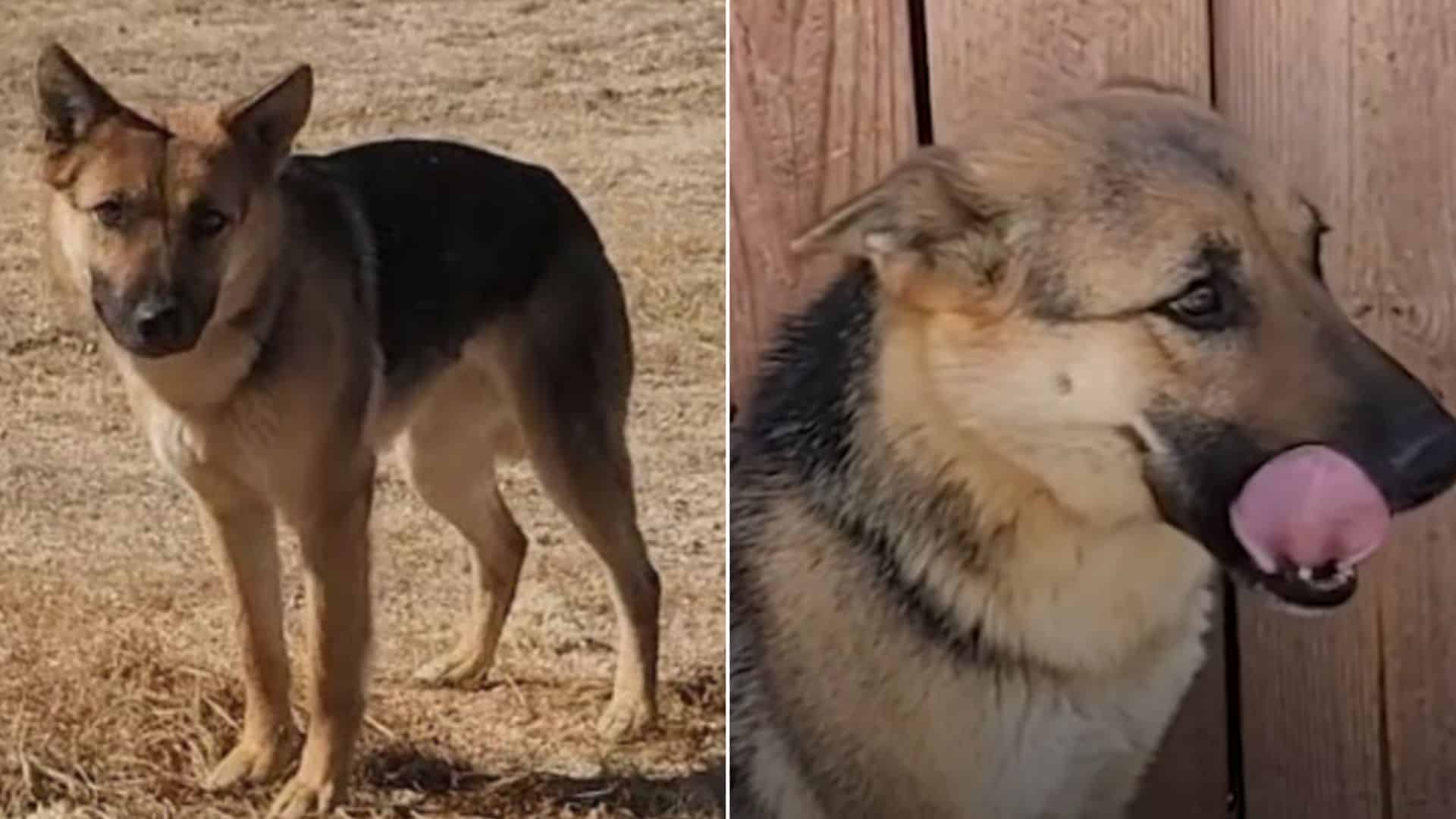 Woman Goes To Desert Every Day To Rescue A German Shepherd And Finally Succeeds