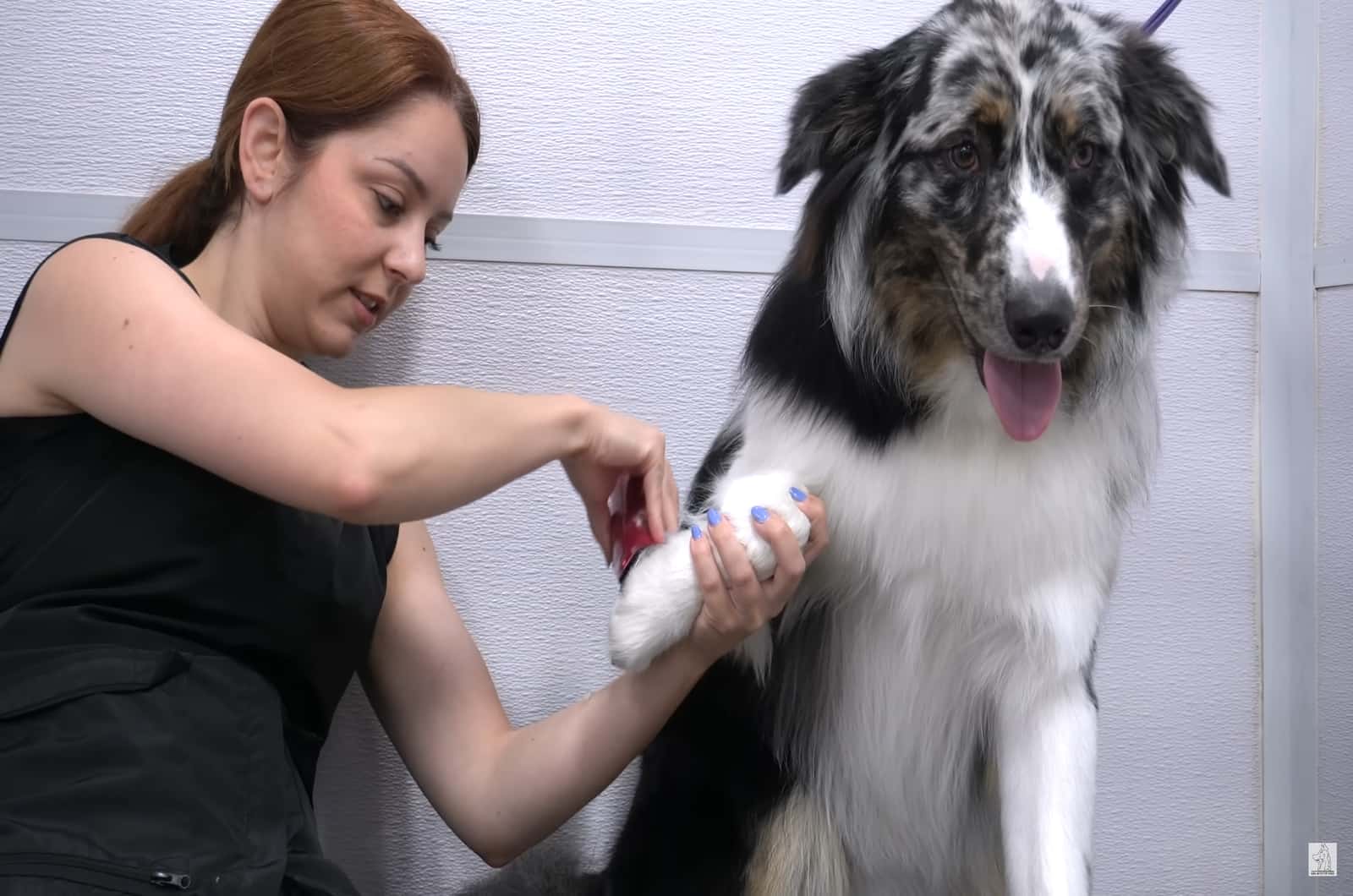 woman grooming dog