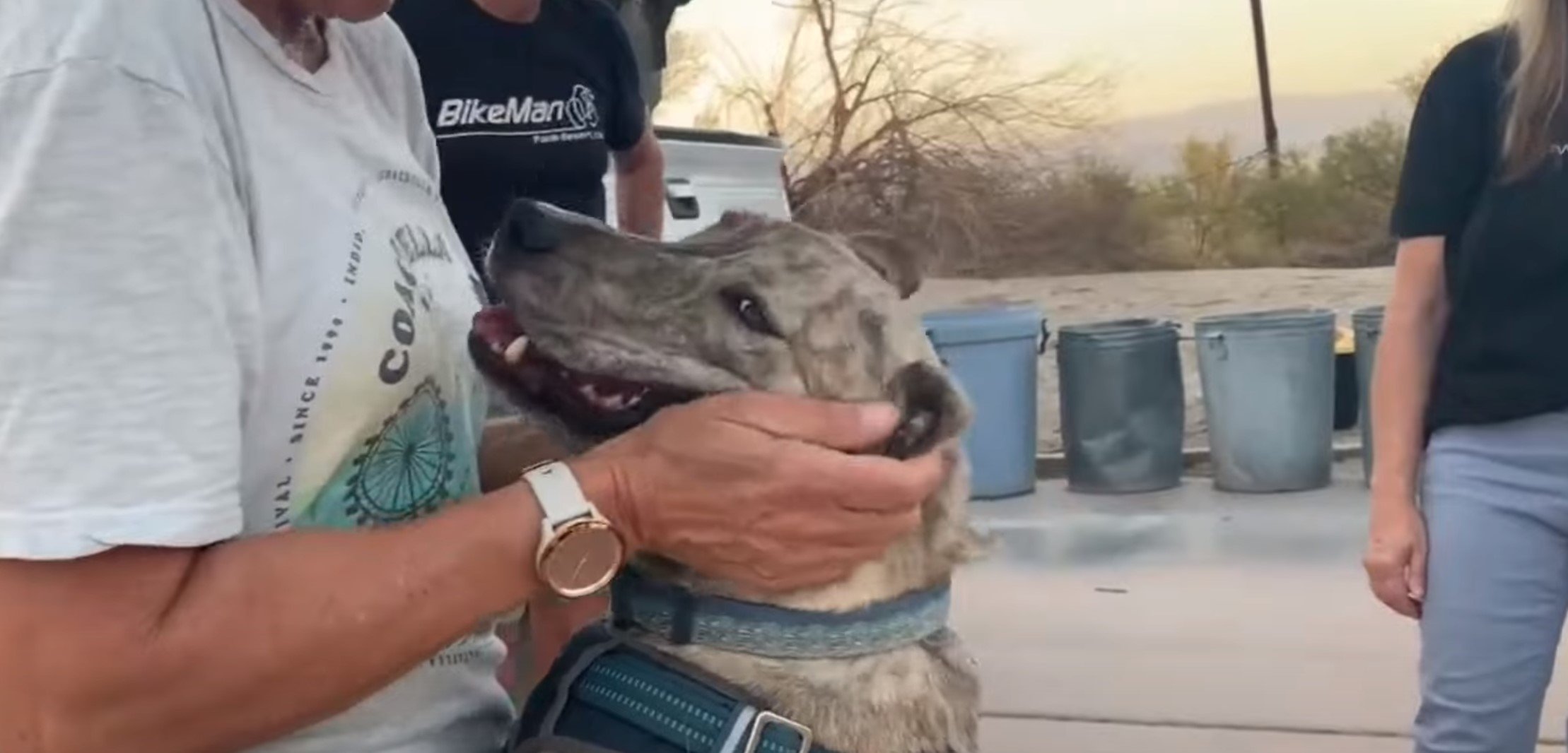 woman hands petting rescued dog