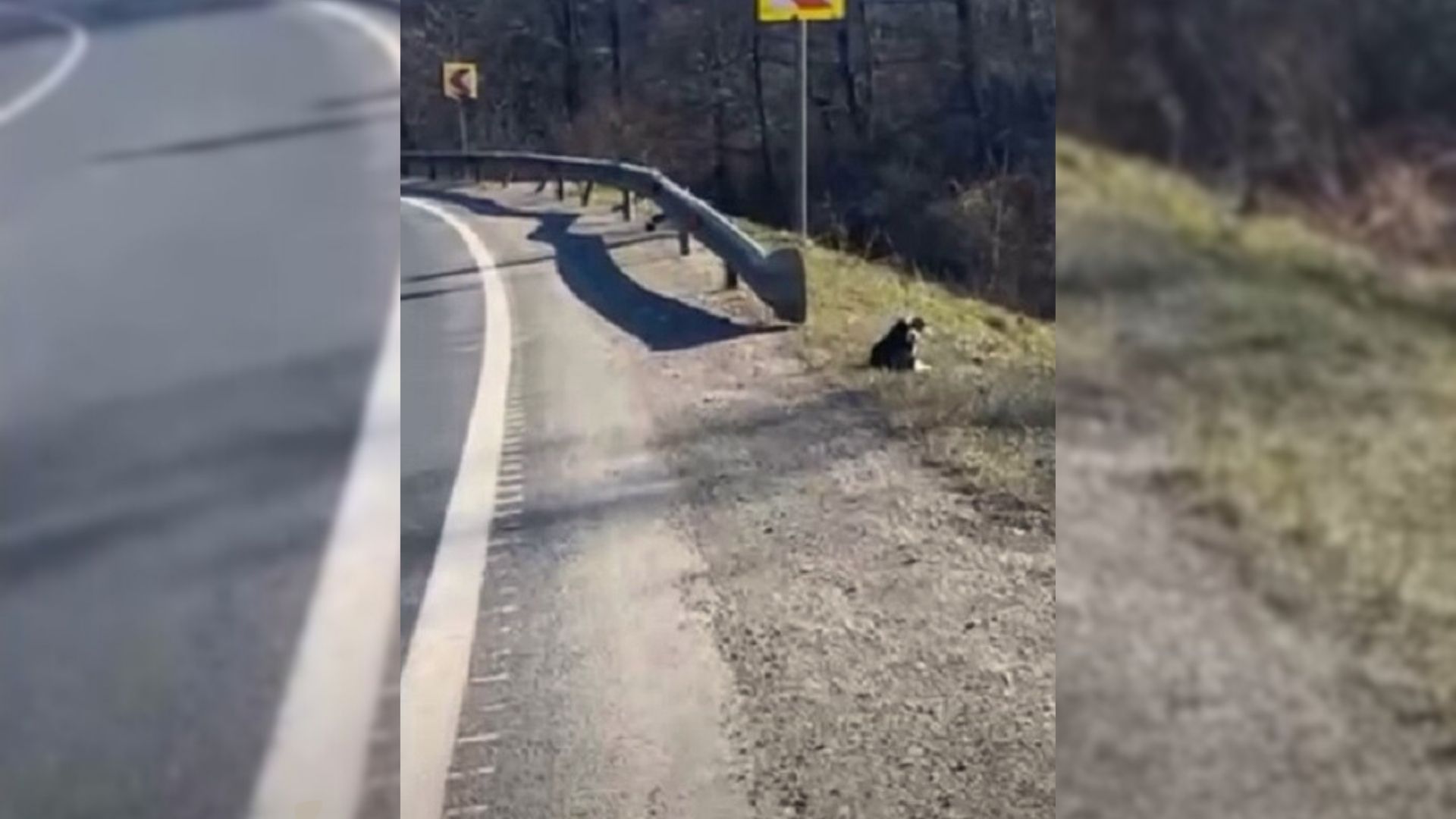 Woman Hears Strange Sounds By The Road And Decides To Take A Closer Look