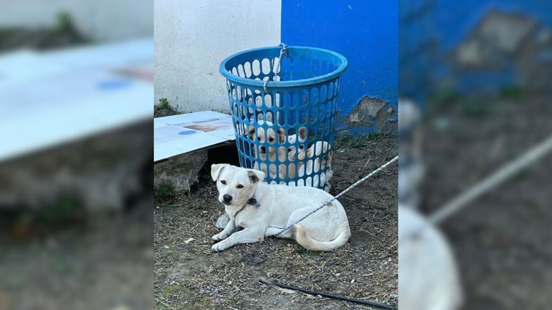 Woman Heartbroken To Find A Tiny Doggo Family Tied Together And Dumped In A Plastic Basket