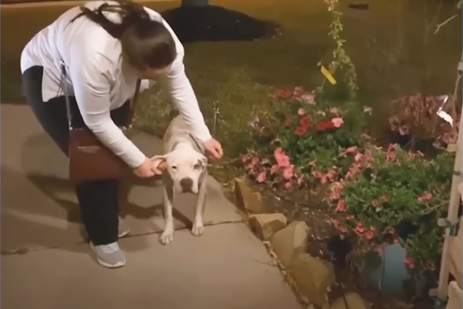 woman helping pitbull