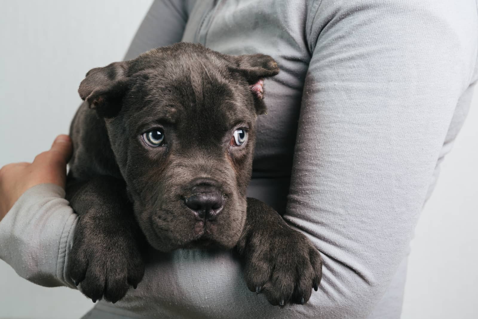 woman holding a cane corso puppy