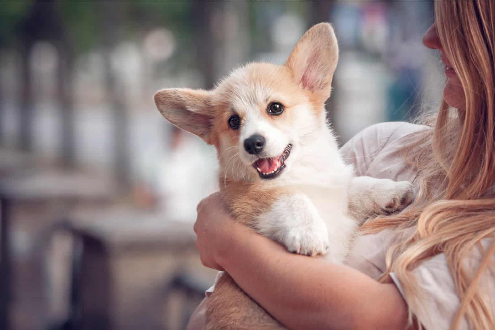 woman holding a corgi puppy