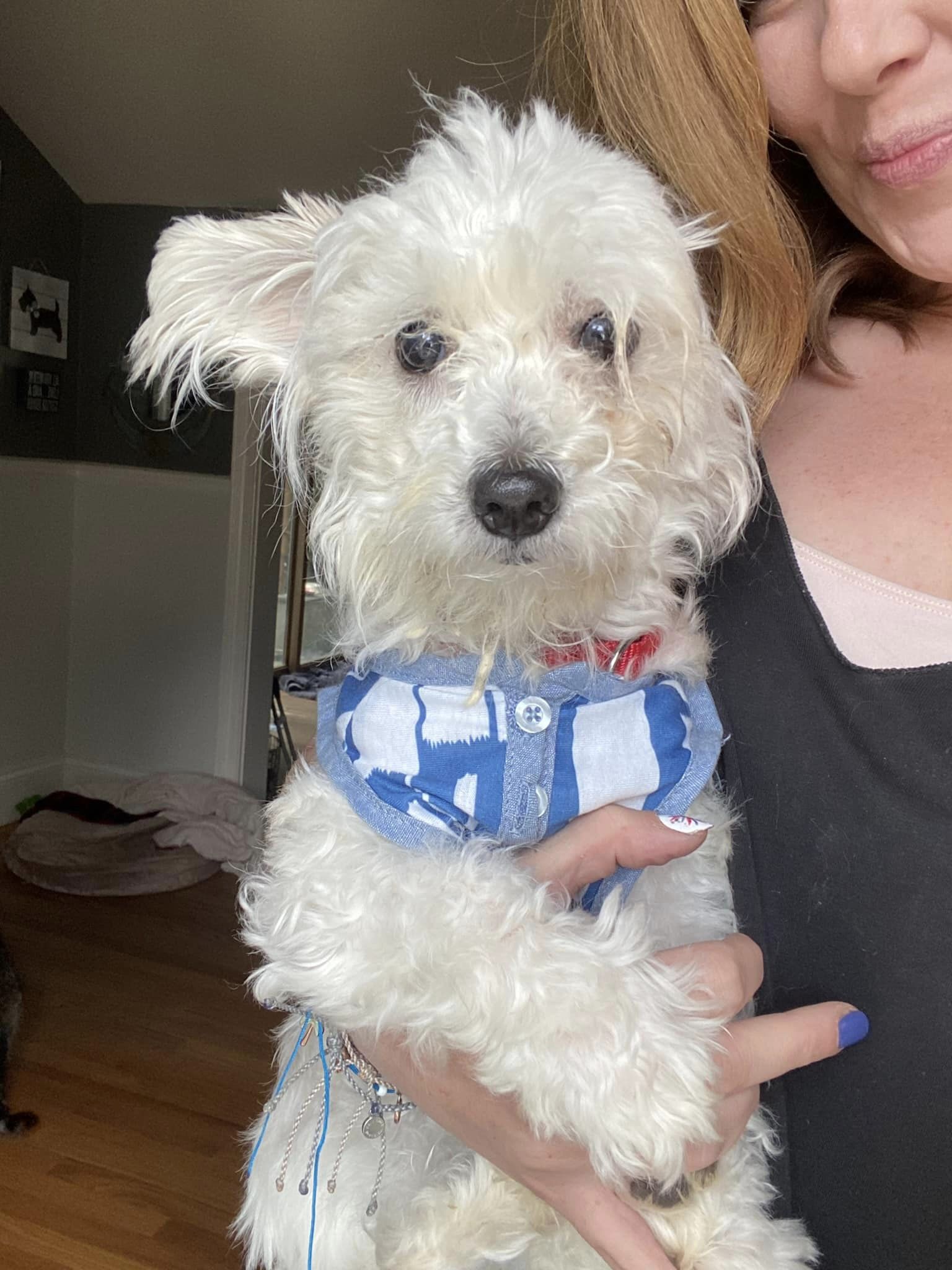 woman holding a dog