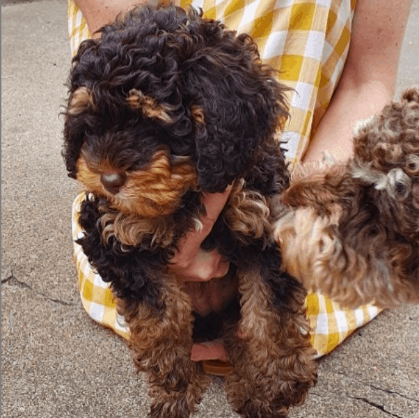 woman holding a Phantom Poodle Puppies