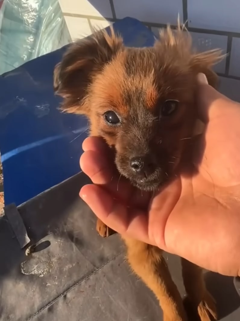 woman holding a puppy in one hand