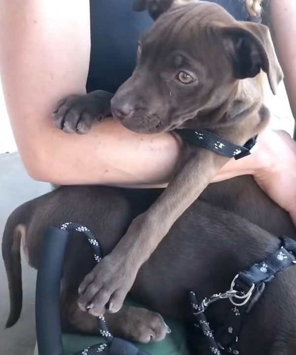 woman holding a puppy