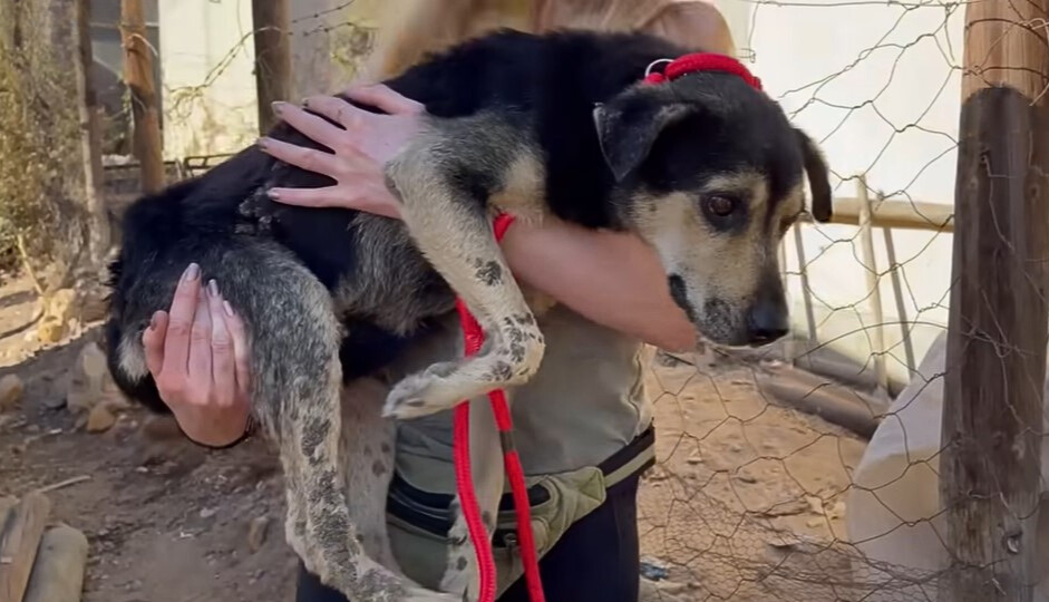 woman holding abandoned dog