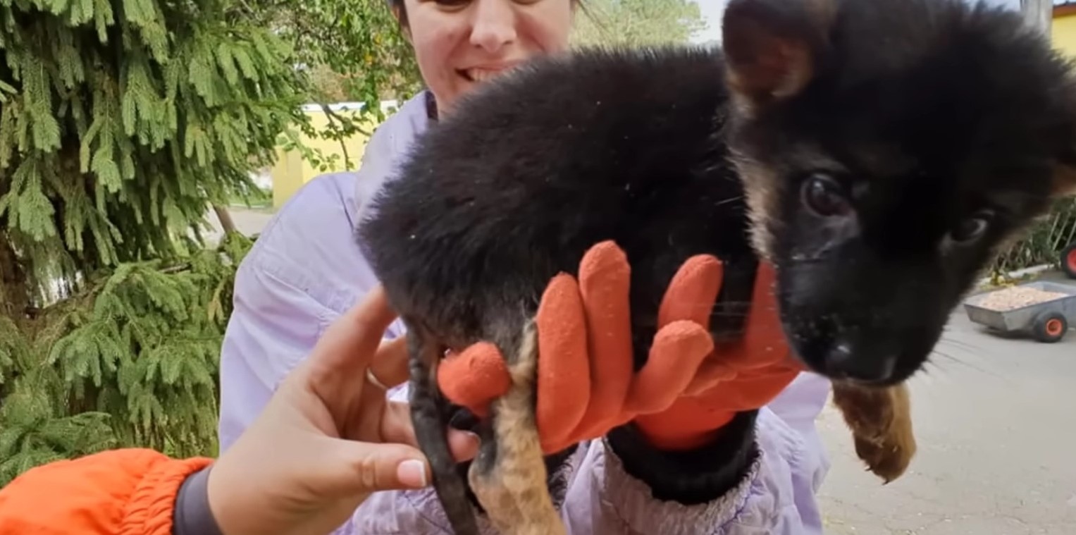 woman holding black puppy