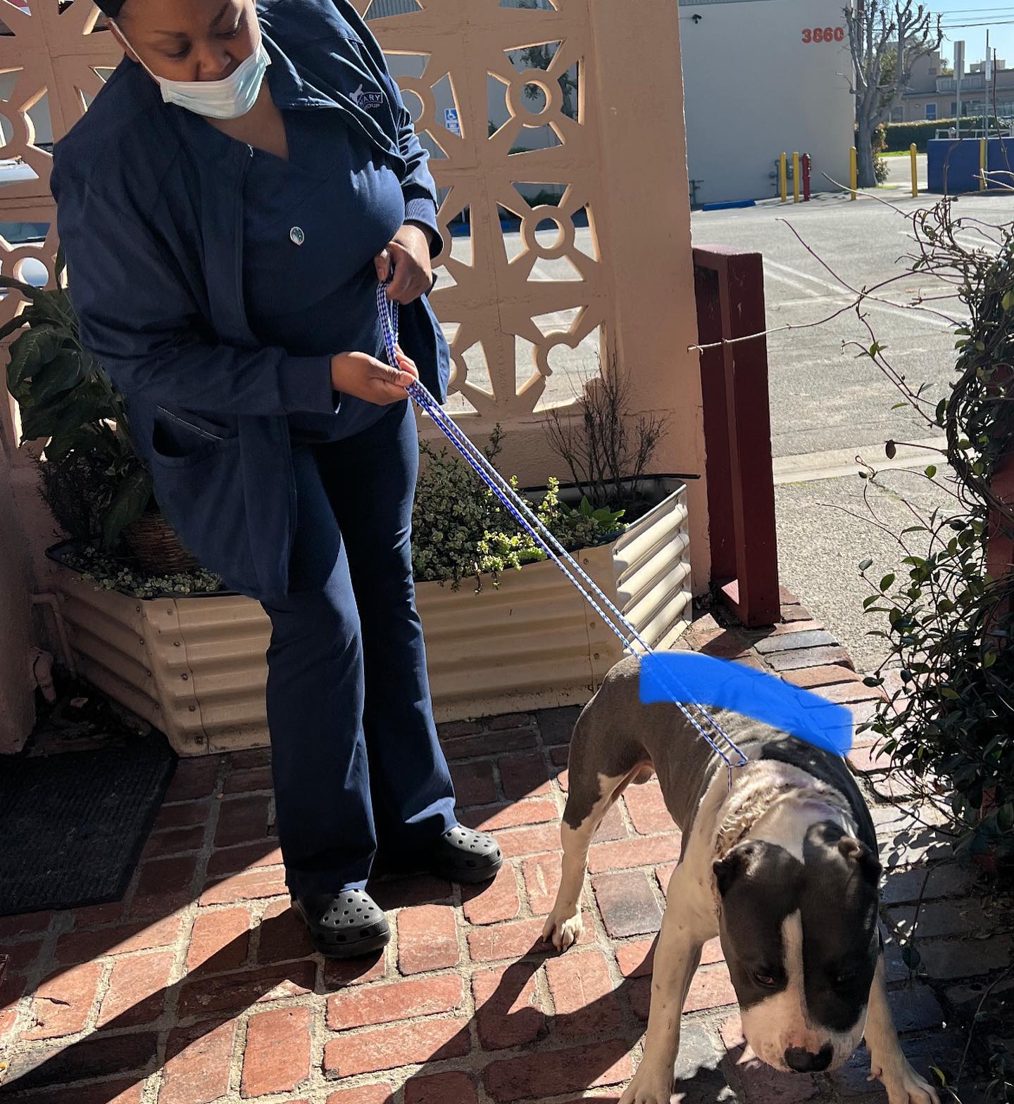 woman holding dog on a leash