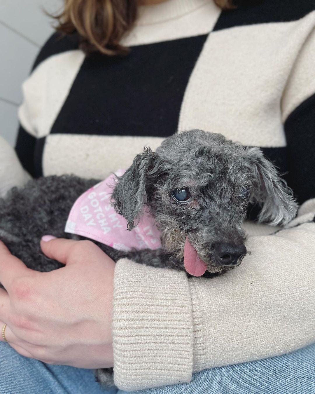 woman holding emma the poodle