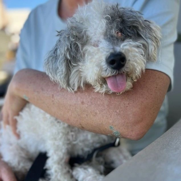 woman holding in arms blind dog