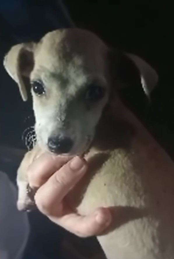 woman holding lost puppy