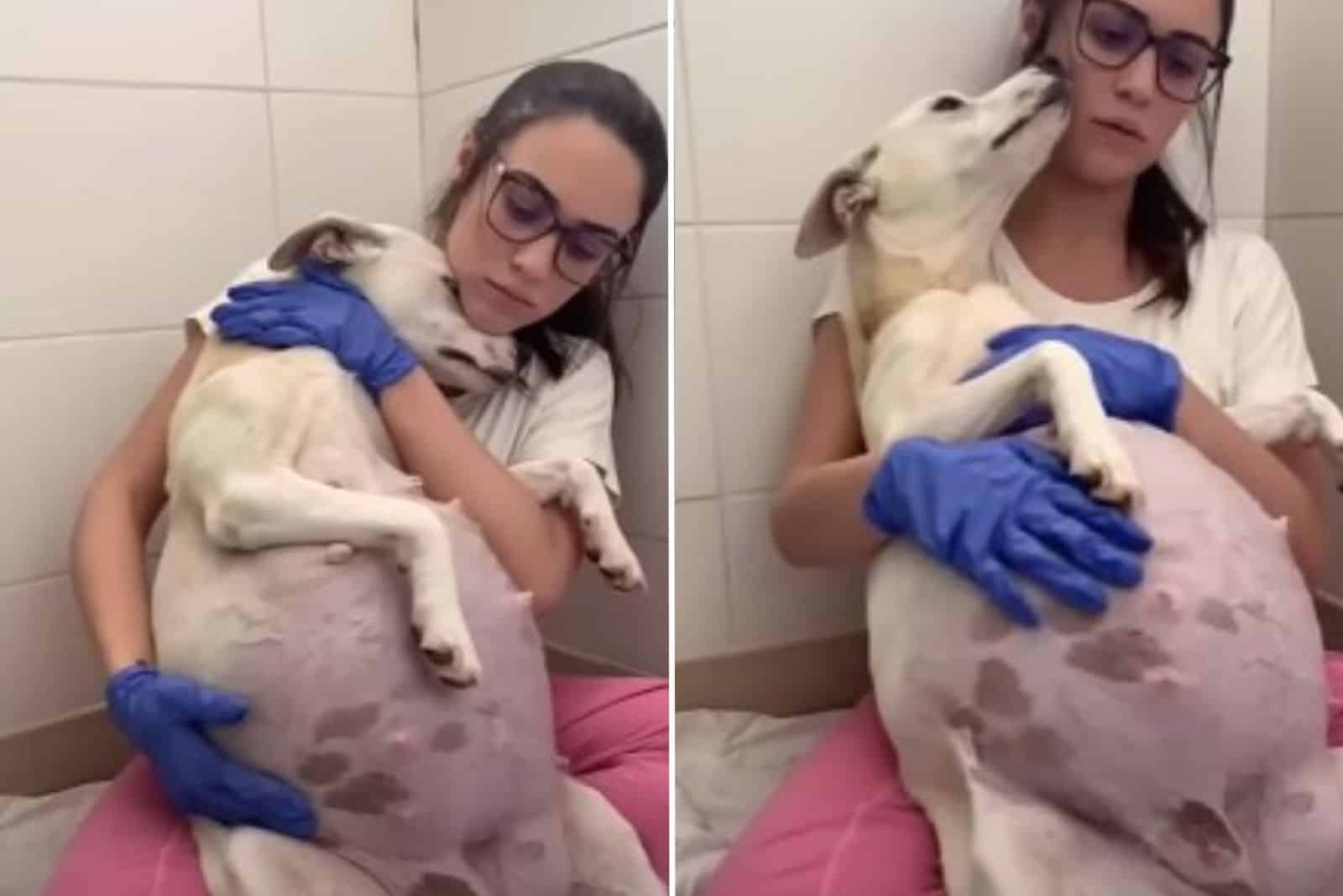 woman holding pregnant dog in her arms
