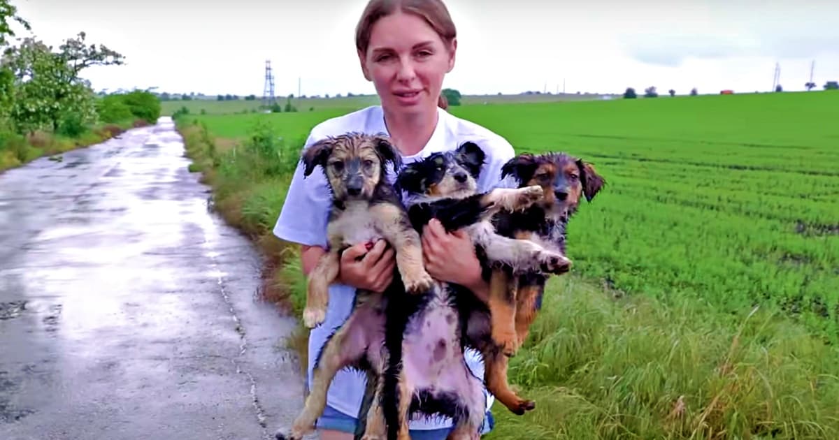 woman holding puppies