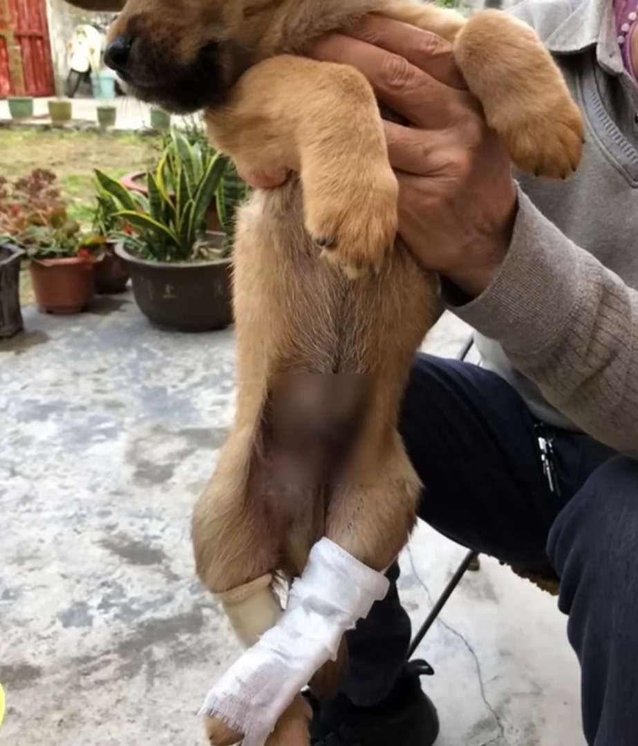 woman holding puppy