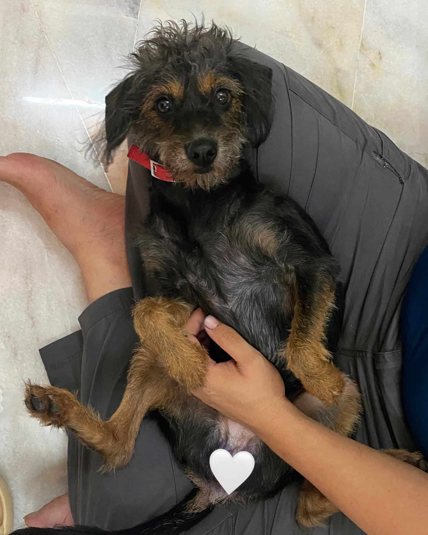 woman holding Rottweiler Poodle Mix puppy