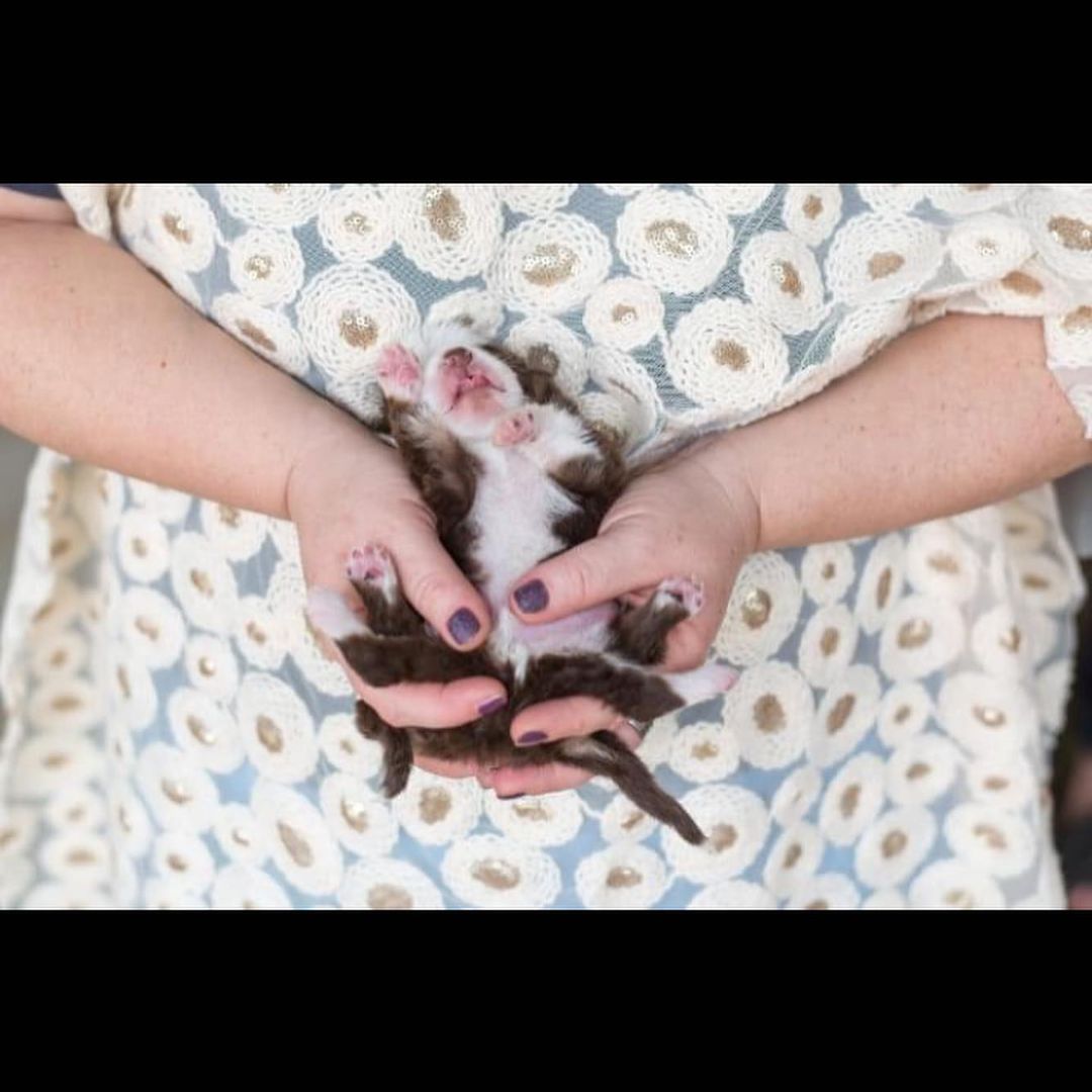 woman holding the miracle puppy in her hands