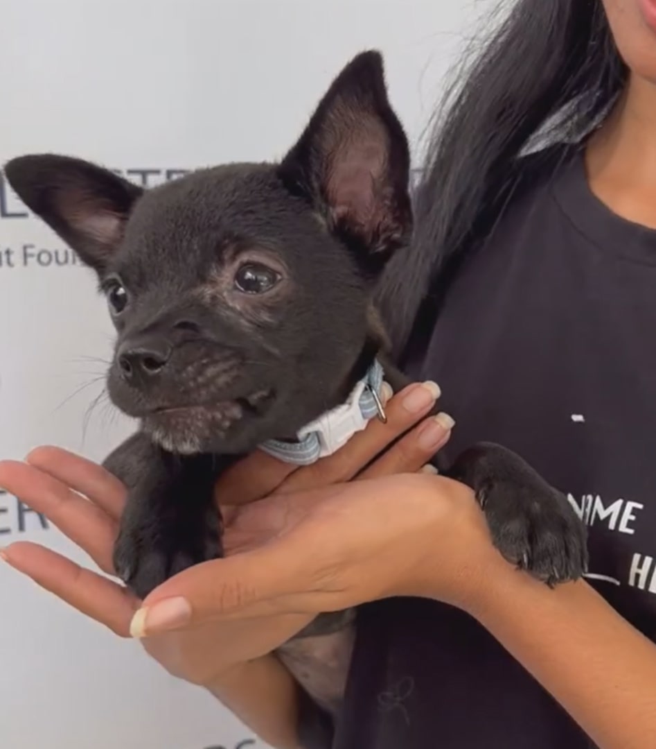 woman holding the puppy