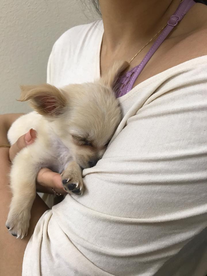 woman holding the tiny dog called chewy