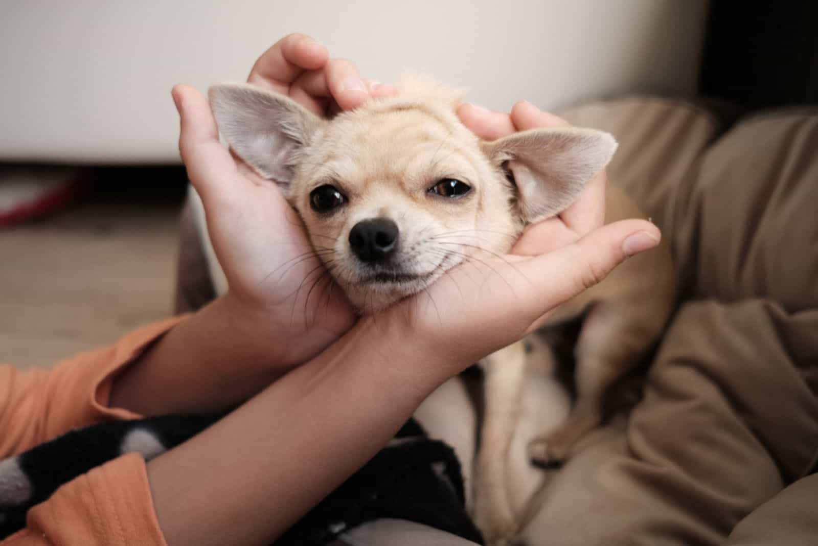 woman holding tiny chihuahua head