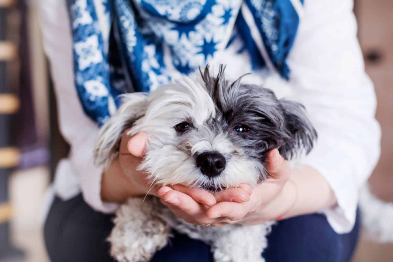 woman hugging her havanese dog sitting in her lap