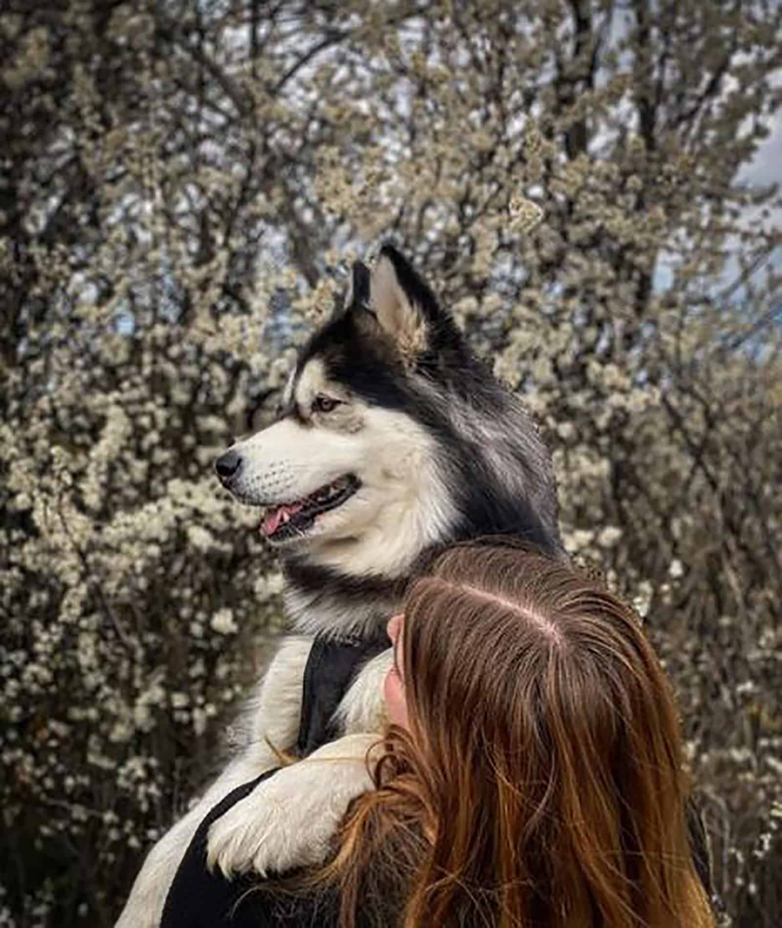 woman hugging her samsky outdoors