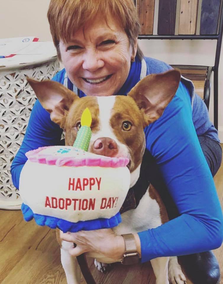 woman hugging pit bull and holding a cake