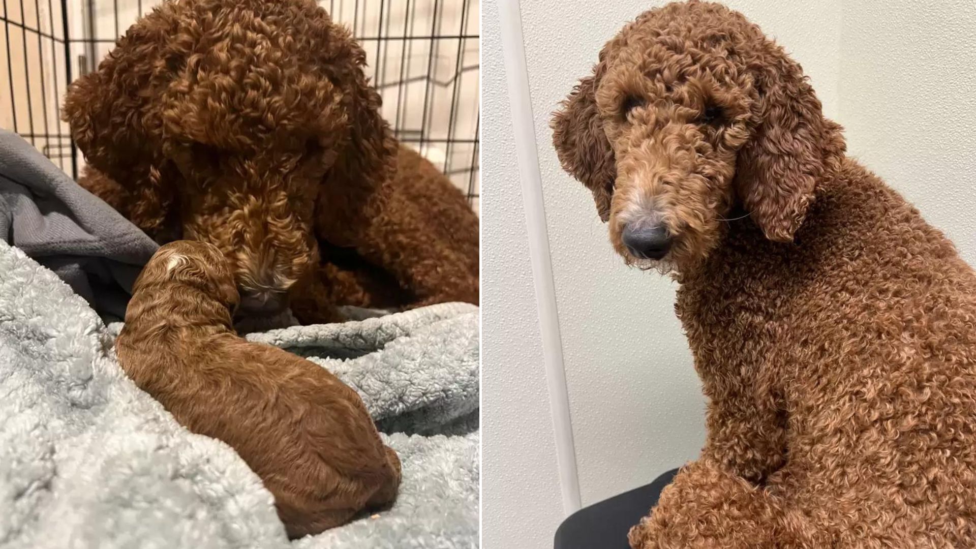 Foster Mom Woke Up To Find The Sweetest Surprise Hiding In Her Pup’s Bed