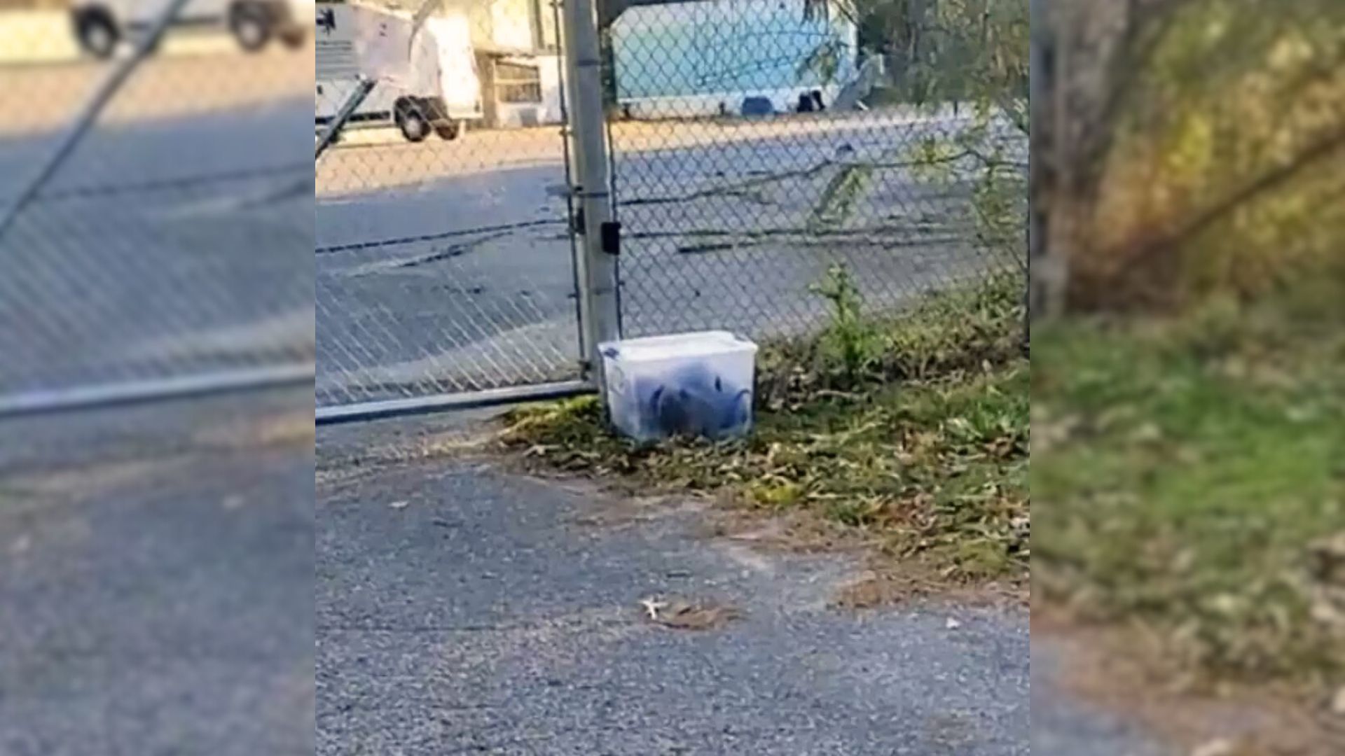 Woman Sees A Plastic Container Near Her Workplace, Then Realizes It’s Actually Moving