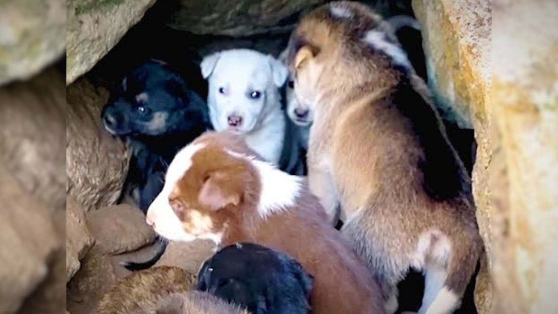 Rescuers Were Shocked When They Found 10 Small Puppies Living In A Rock Cave