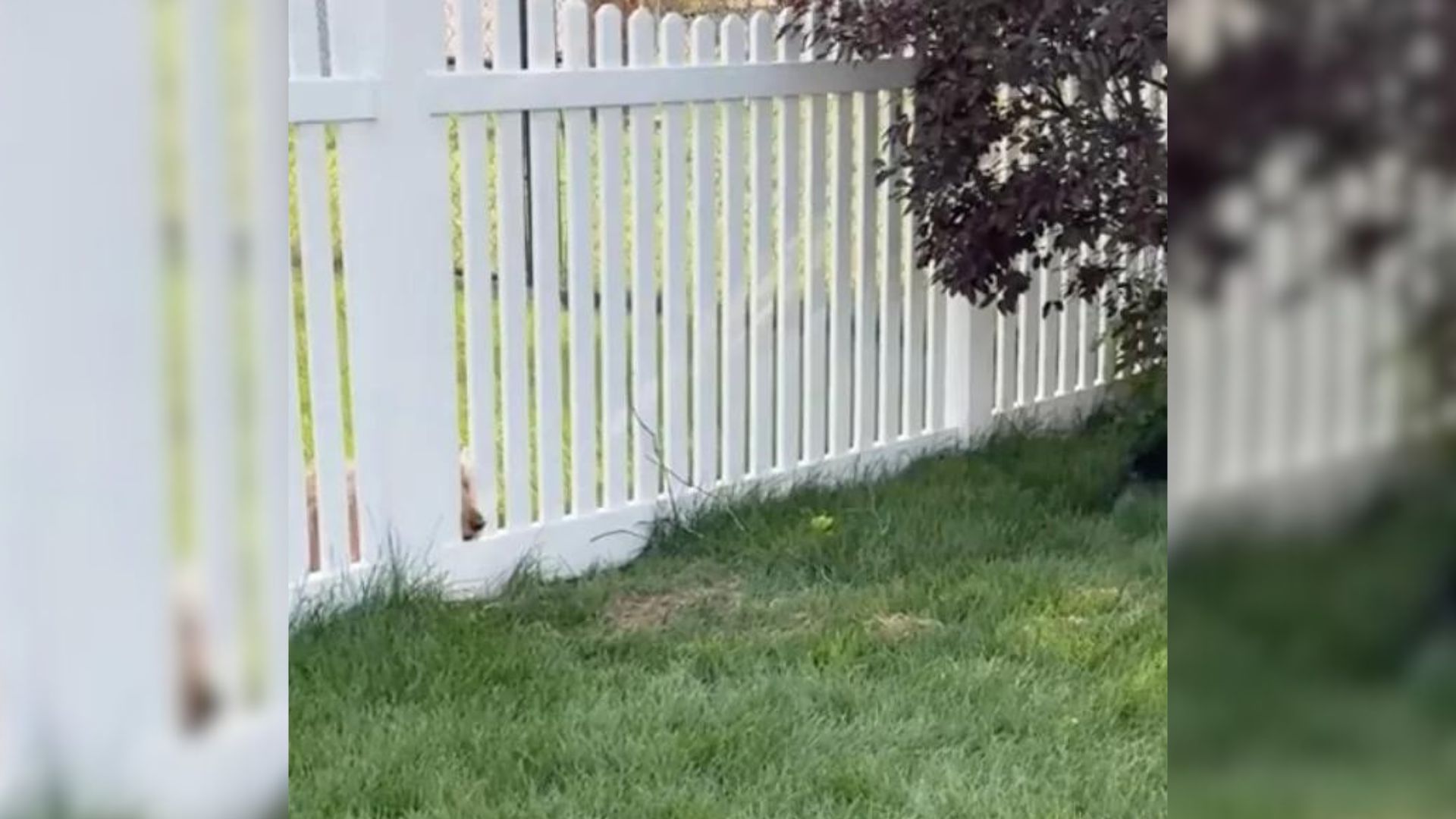 Two Neighbor Dogs In Wisconsin Started Gathering Around Fence For Heartwarming Reason