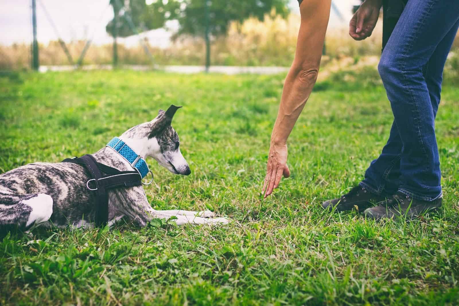 woman is training her dog to lie down outdoors