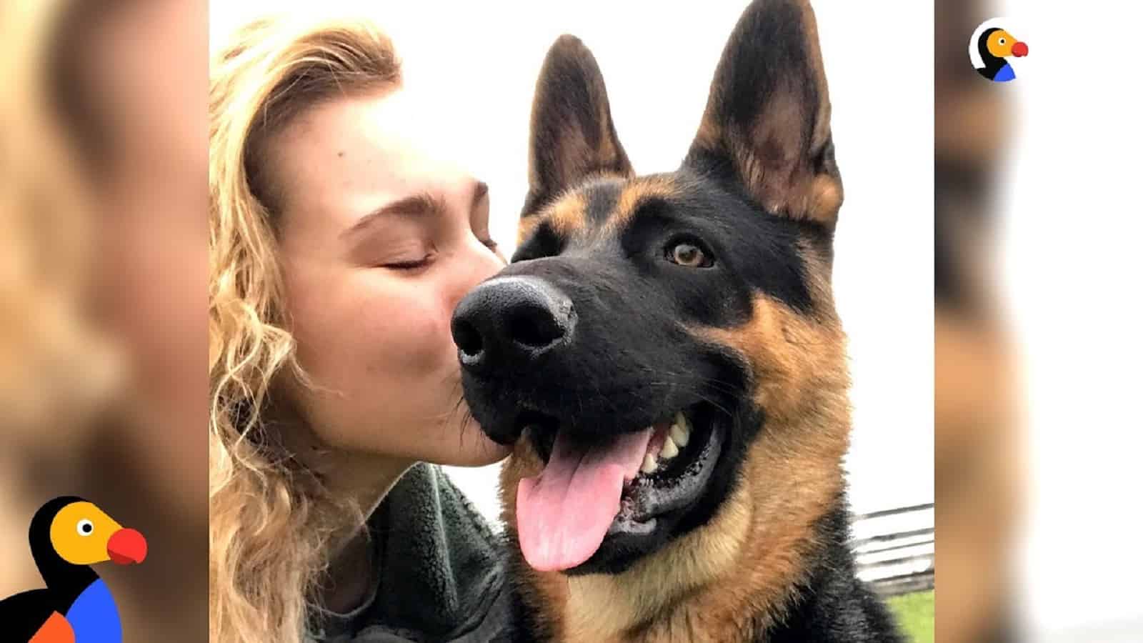 woman kissing german shepherd dog in head