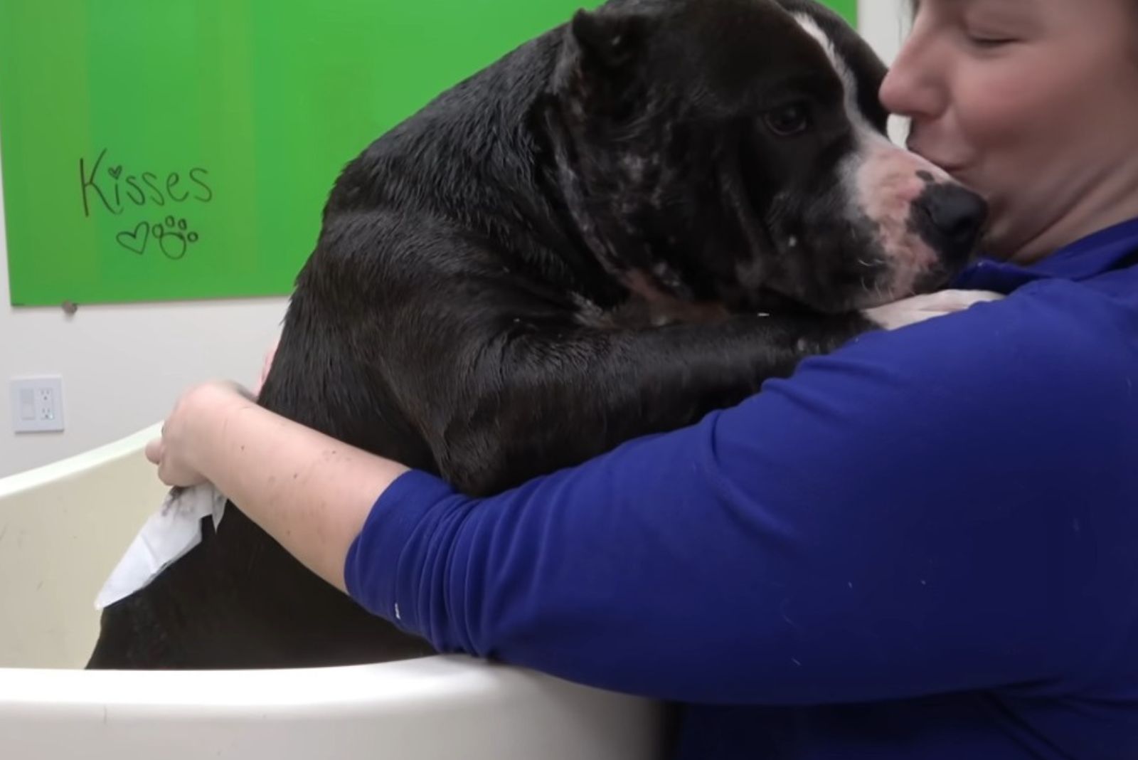 woman kissing pitbull