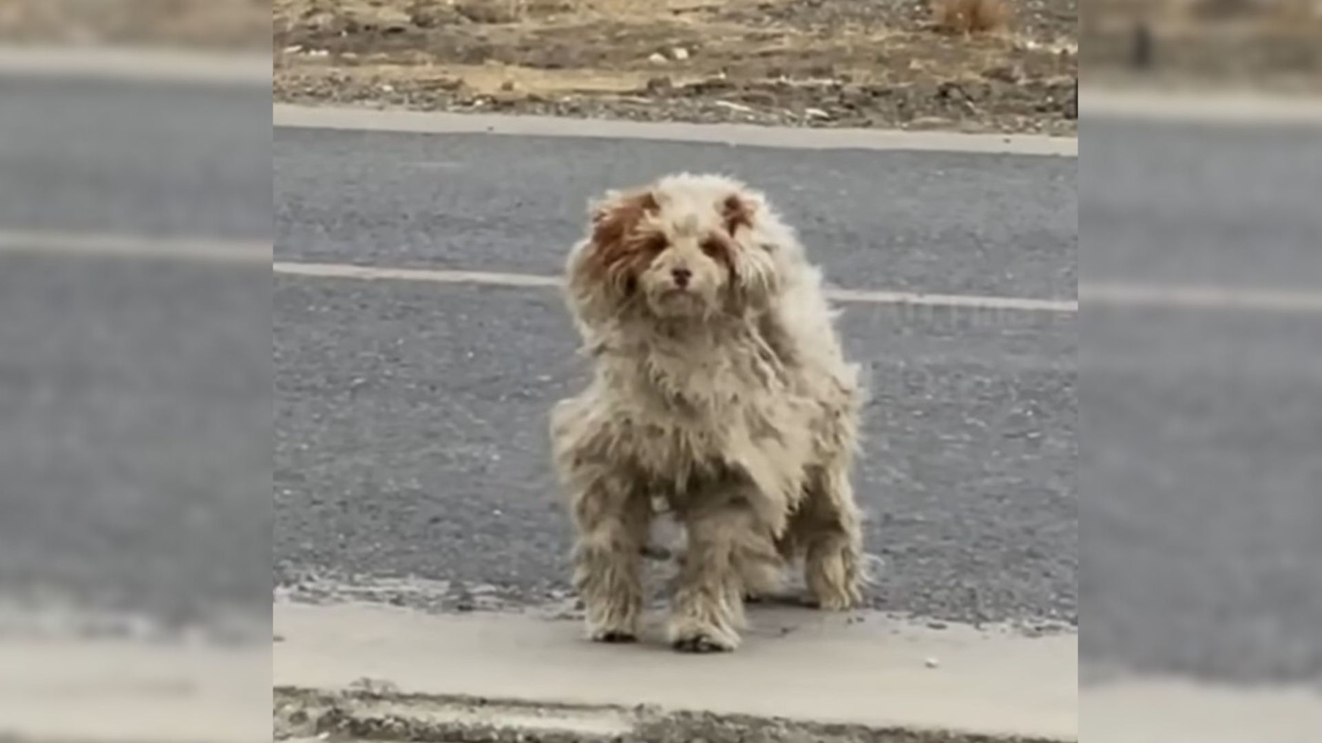 Woman Going On A Trip Spots A Severely Matted Dog Trying To Survive Near A Busy Road