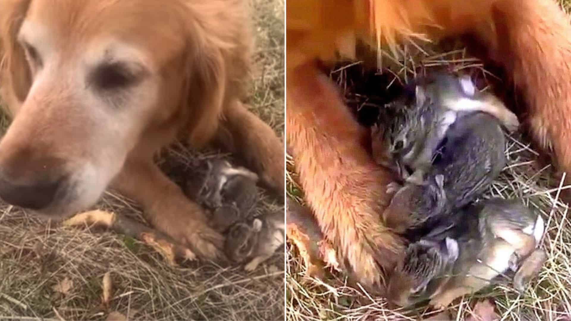 What This Golden Retriever Found On His Walk In The Forest Will Leave You In Awe