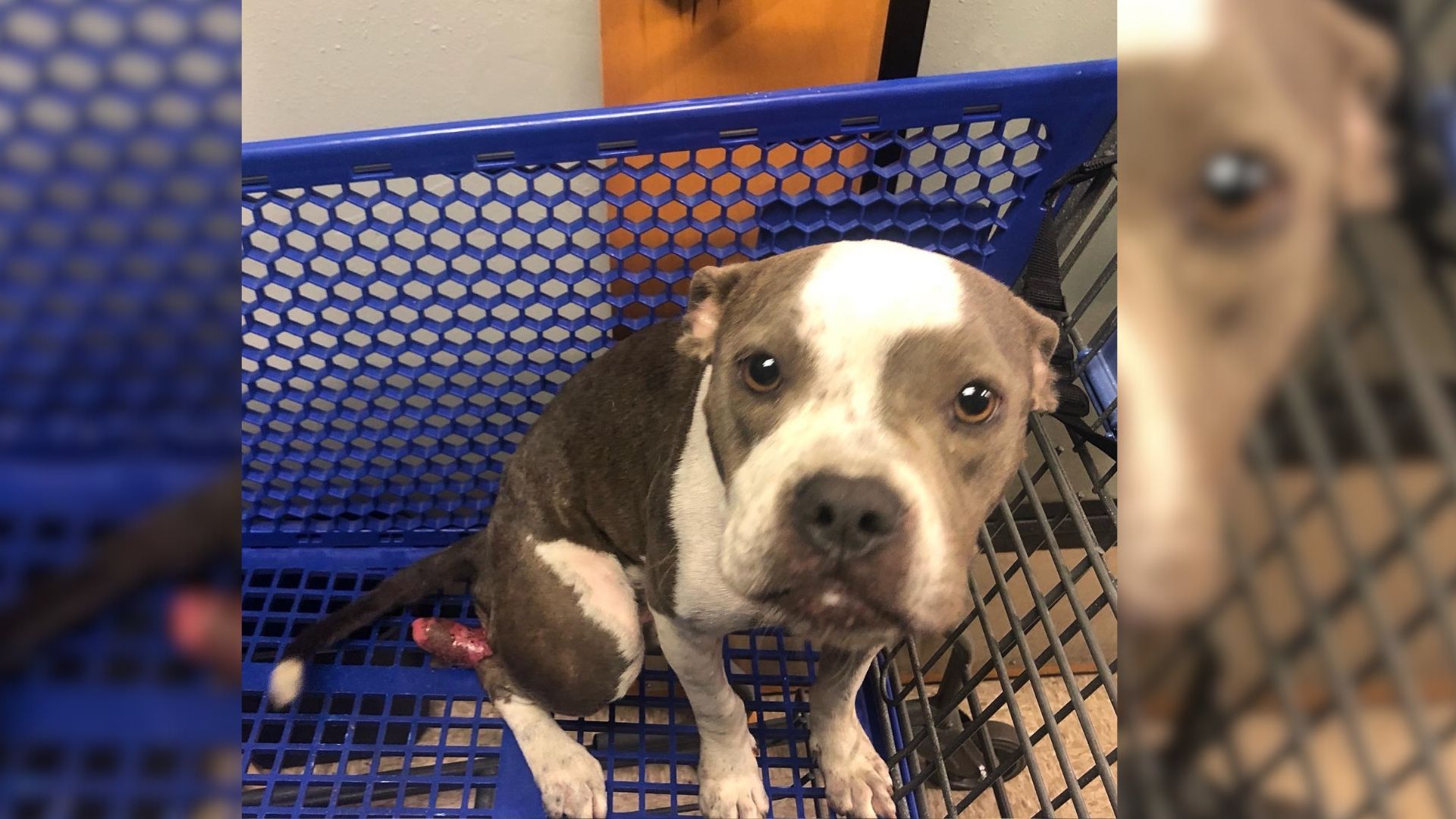 Employee Shocked To Find The Sweetest Dog Abandoned In A Shopping Cart