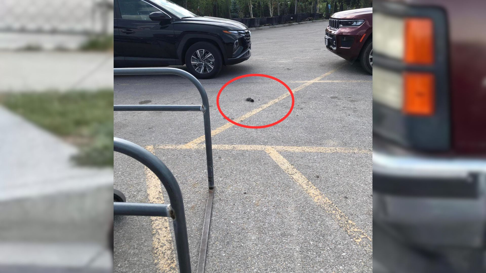 Woman Noticed A Small Animal In The Parking Lot So She Decided To Check It Out