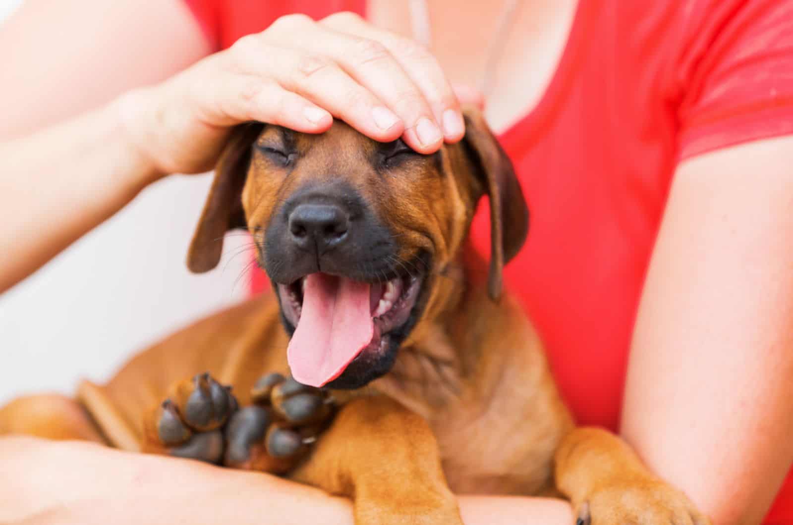 woman pets puppy sitting in her arms