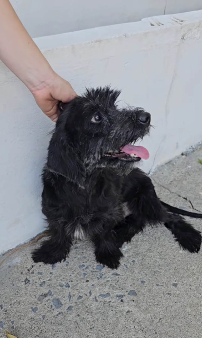 woman petting a black dog