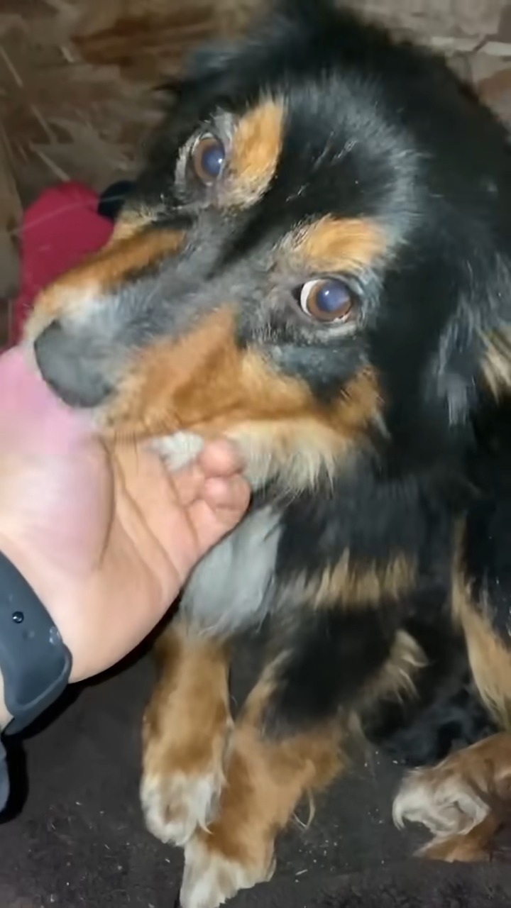 man petting a sweet black and tan dog