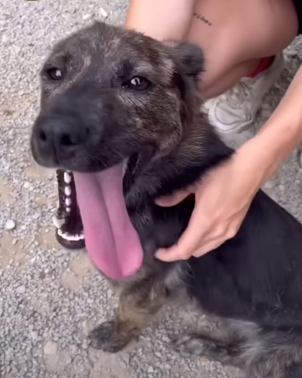 woman petting black dog