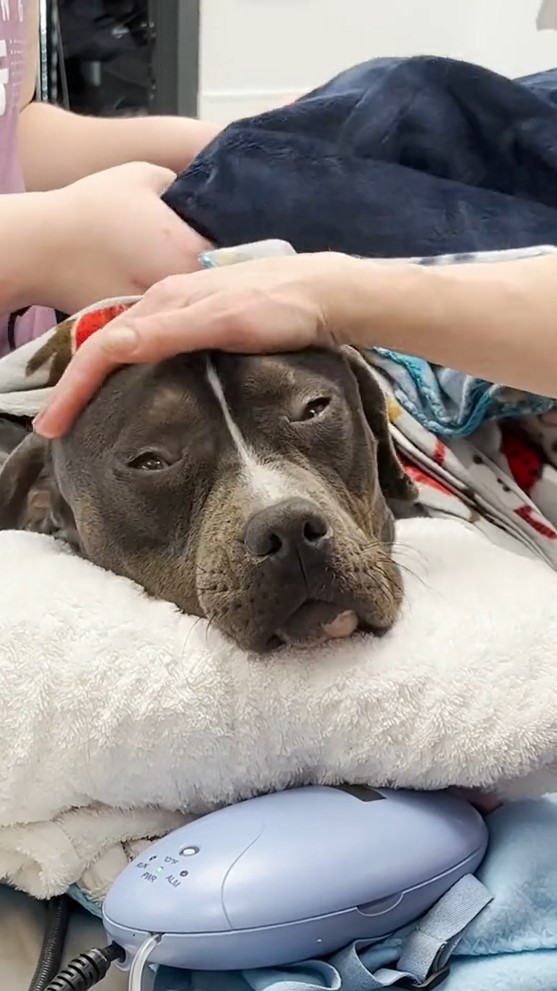 woman petting frozen dog