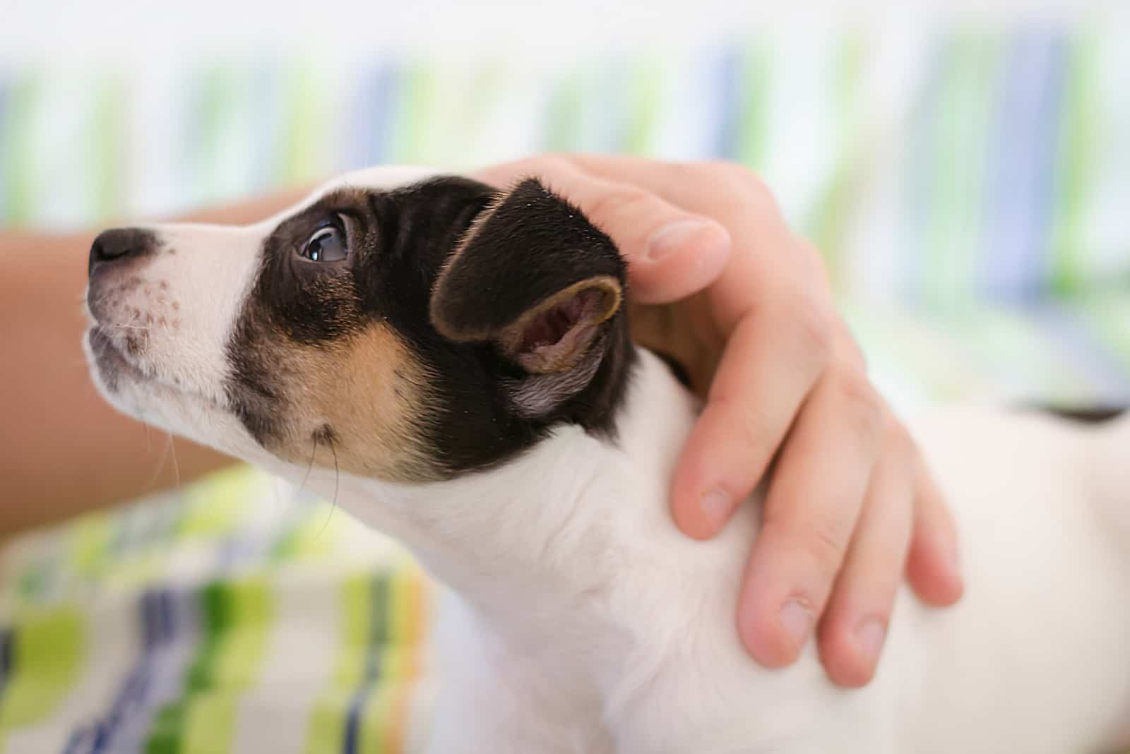 woman petting her dog