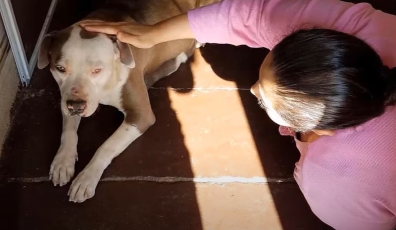 woman petting Sophie the Pitbull