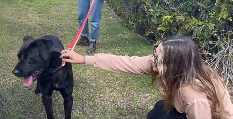 woman petting the dog