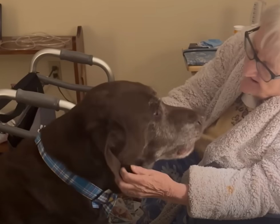 woman petting the dog